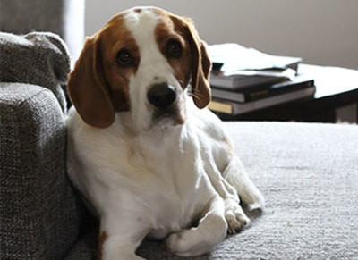 Top Dog - Greg Yasinitsky - Kendor Music Score/Parts